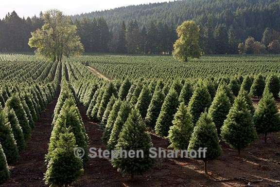 christmas tree farm 1 graphic